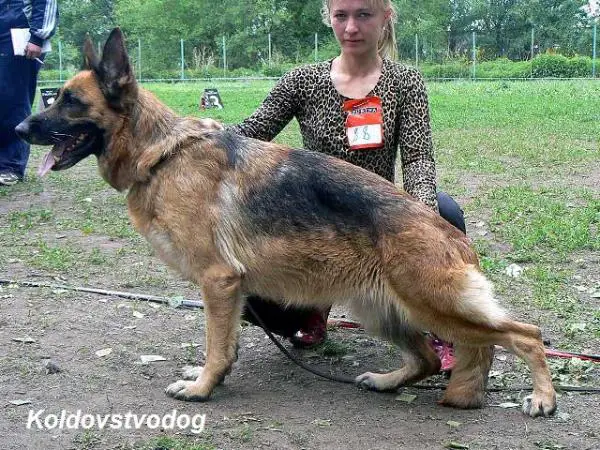 V CH.RUS CH.RSVNO Koldovstvo Taina