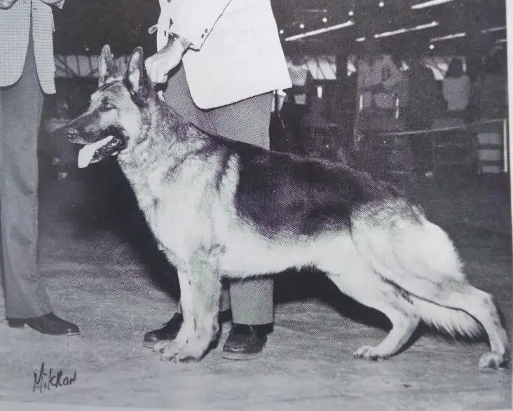 CH (US) Judd von Kristy