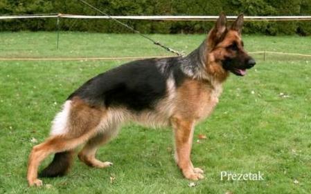 Aranyvölgyi-Örseg Venke