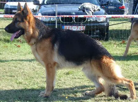 SG  (BELGIUM) Django vom teufel schelten