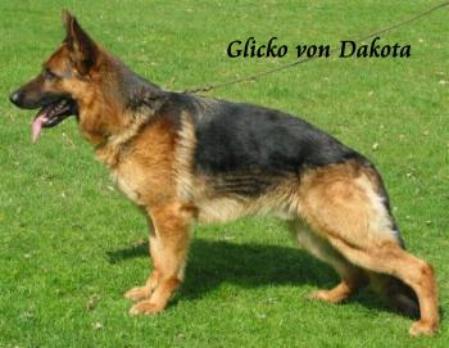 SG Glicko von Dakota