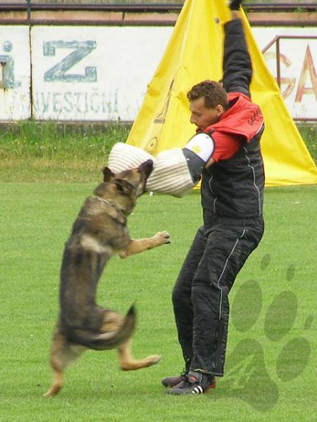 Bonie Zde-Sko