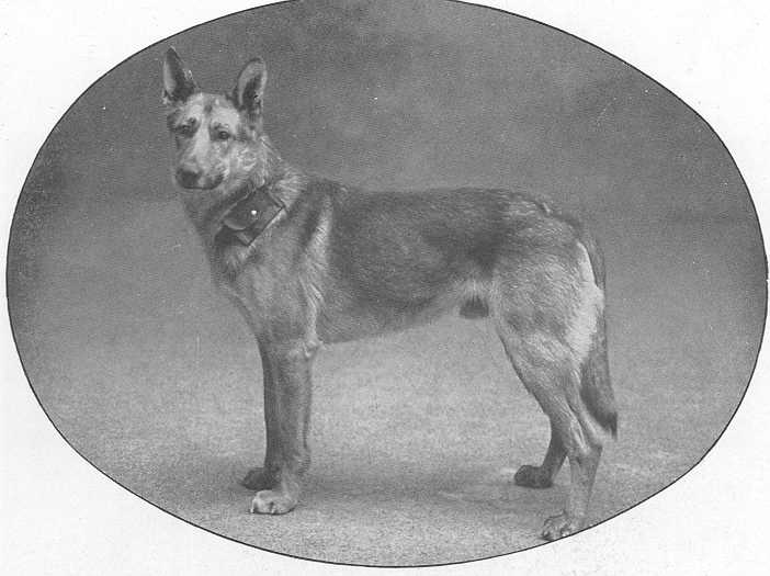 Jasomir von Memmingen