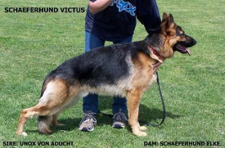 Schaeferhund Victus