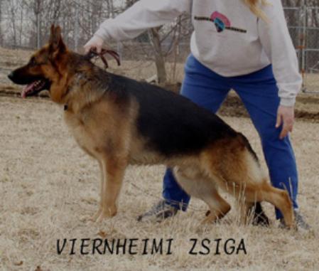 Viernheimi Zsiga