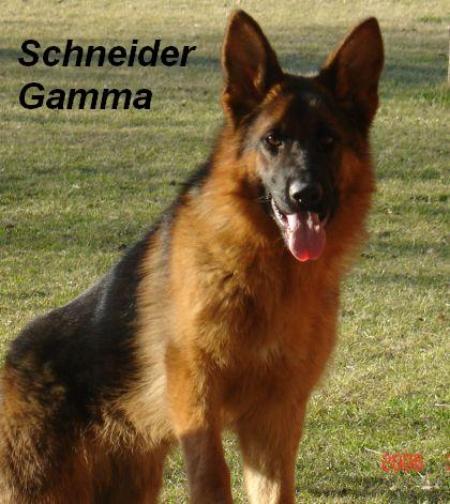 Schneider Gamma