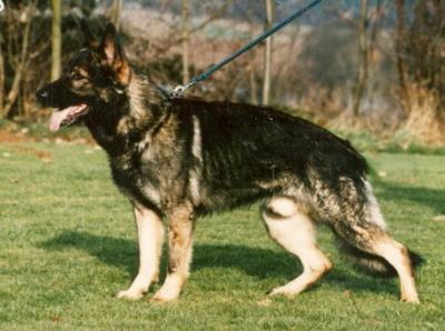 SG Imon von Karthago