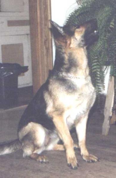 Coach's Brandi