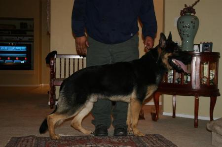 V Beau vom Tauglichkeit