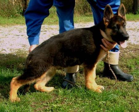 Rambo in Regnum Marianum