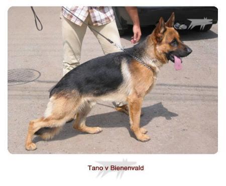 Neptun von Bienenwald