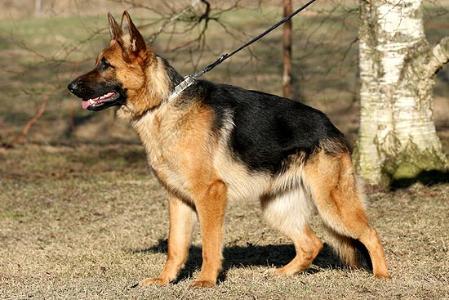 Bar-Waxan Izzy Wizzy