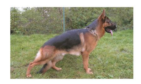 CAMPIONE ITALIANO Mater Domini Tito