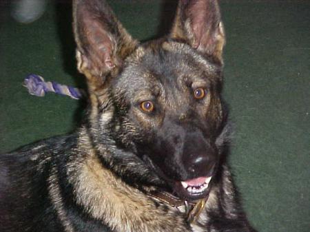 dharma van jekervallei