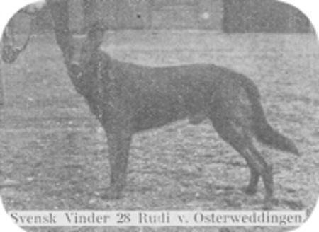 CH (S) Rudi v Osterweddingen