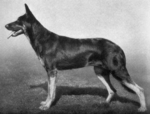 Alga von den Weserklippen