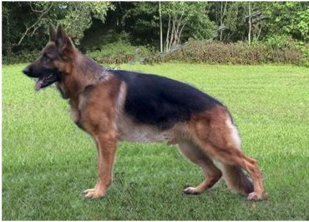 SG vasko von franguilet