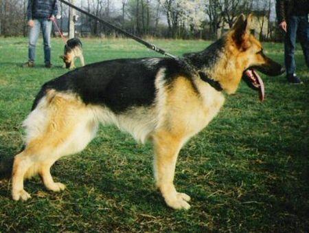 V (PL) Afra Dabor