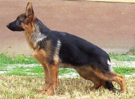 Wirgo Asarko Lordana