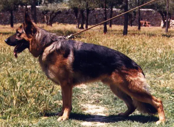 Hassan de Gorope(TAROU)