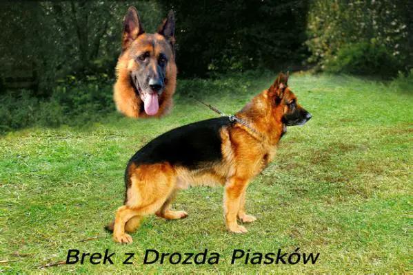 Brek z Drozda Piaskow