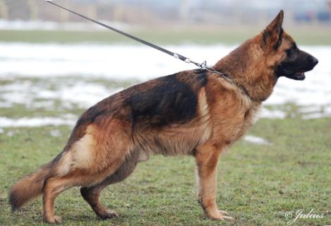 V 1. Larus von Haus Bura