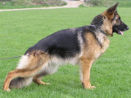 Polly z Kojca Elbikame