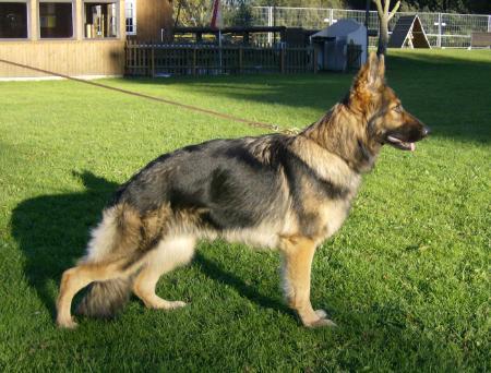 SG (JKL) Adda von den Regensburger Donauauen