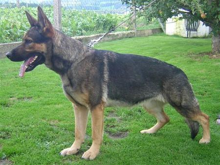 Voxi vom Welzbachtal