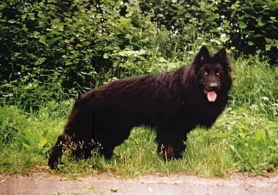 VA 1 Tom vom Nordstroh