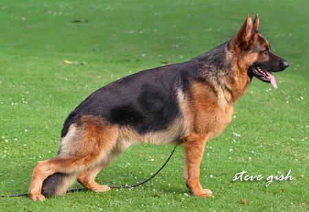 Hisko vom Liekedeeler