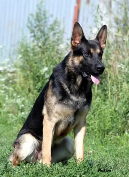 Krespo v. d. Thornse Molen