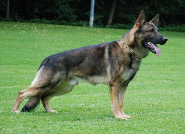 Hades von der schwarzen Natter