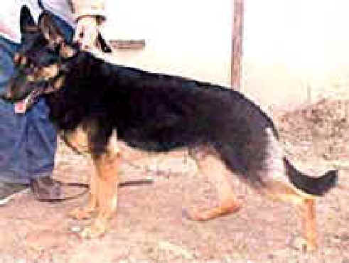 Kemosabi von Castle