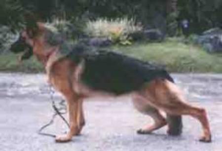 Wilkota Vom Pfalzrubin