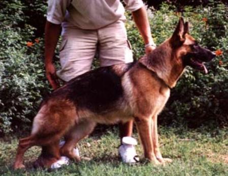 Miky degli Achei