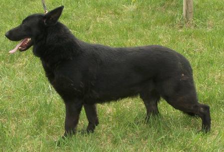 Stroud Haus' Blck Jack