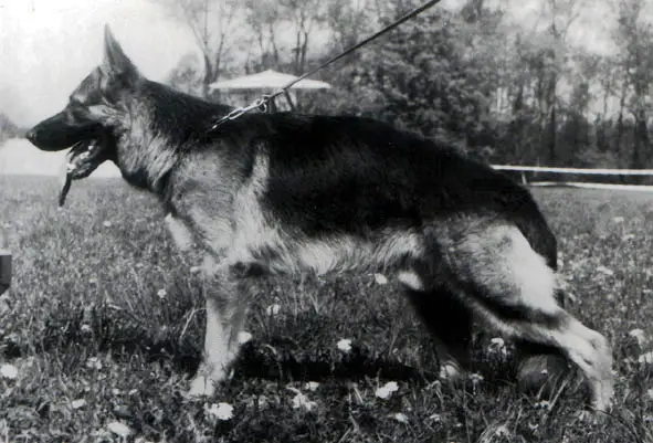 Cello Chluba Oddzialu