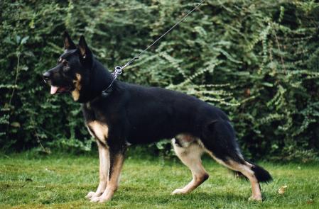 SG Zorro vom Prielberg