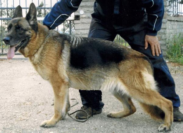 V Assia della Bella Galiana