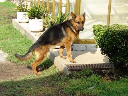 V MEX Xandor von Fraica