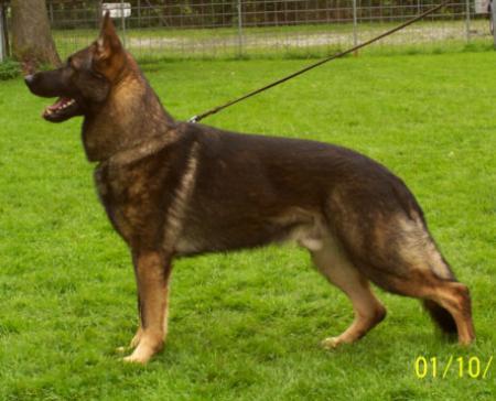 Frisco von den Welfen