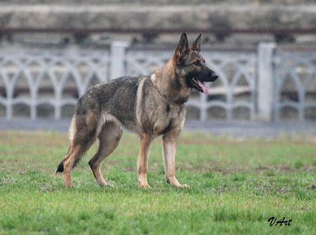 Lexa Policia-Slovakia