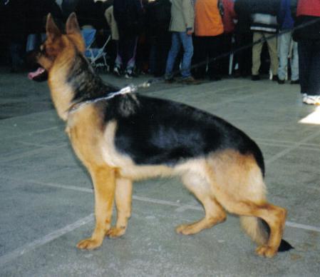 Opala von Bienenwald