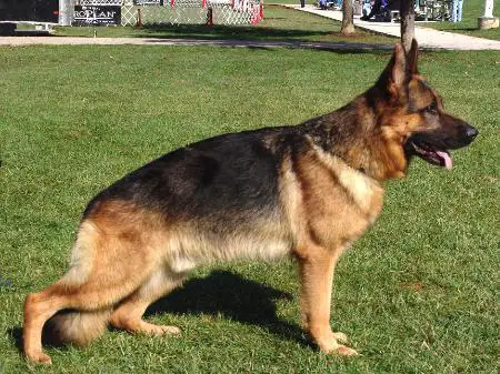 VP-1 (USA), V8 (USA) Mirko von der Marker Allee