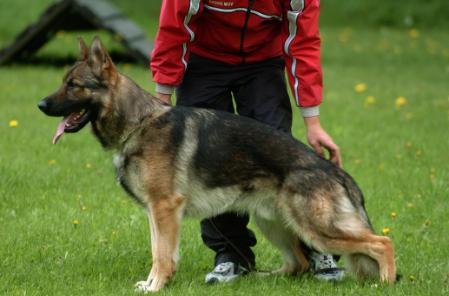 SG Yago vom Billingshäuser Forst