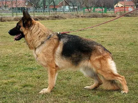 V Babette von Bellissimo