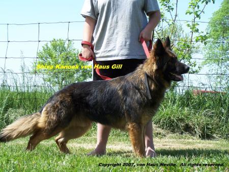 Shiva Kanook vom Gill Haus