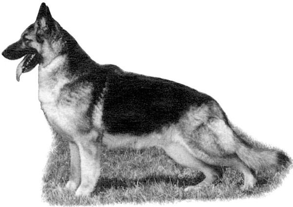 Kolbrook's Santita of Berwin
