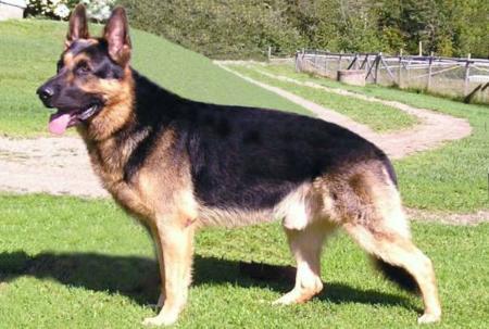 CH, BPIS (CAN) Citizen Kane von Taramax
